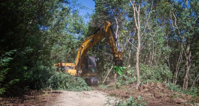 Controlo e Erradicação de Espécies Exóticas Invasoras em Áreas da Rede Natura 2000