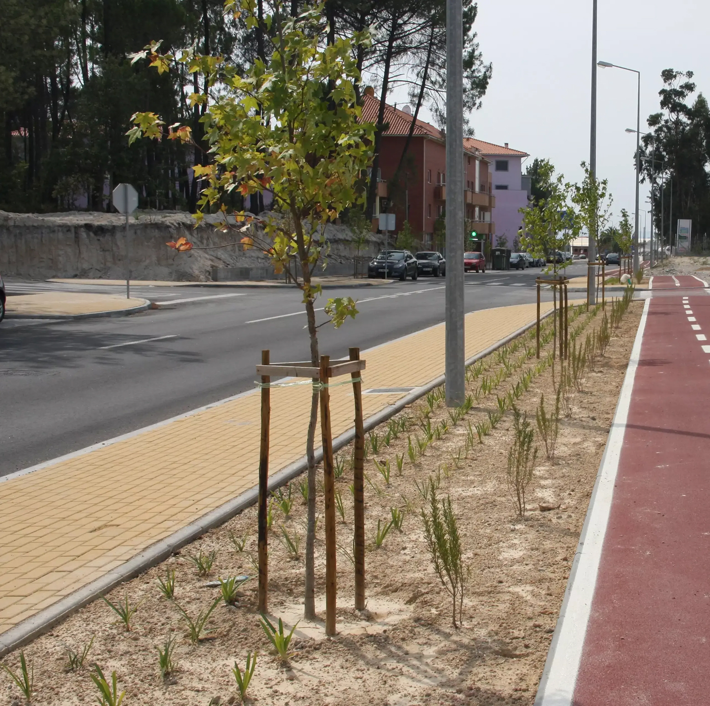 Passeio requalificado com árvores recém-plantadas