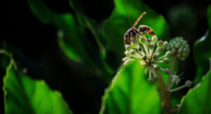 Vespa Velutina
