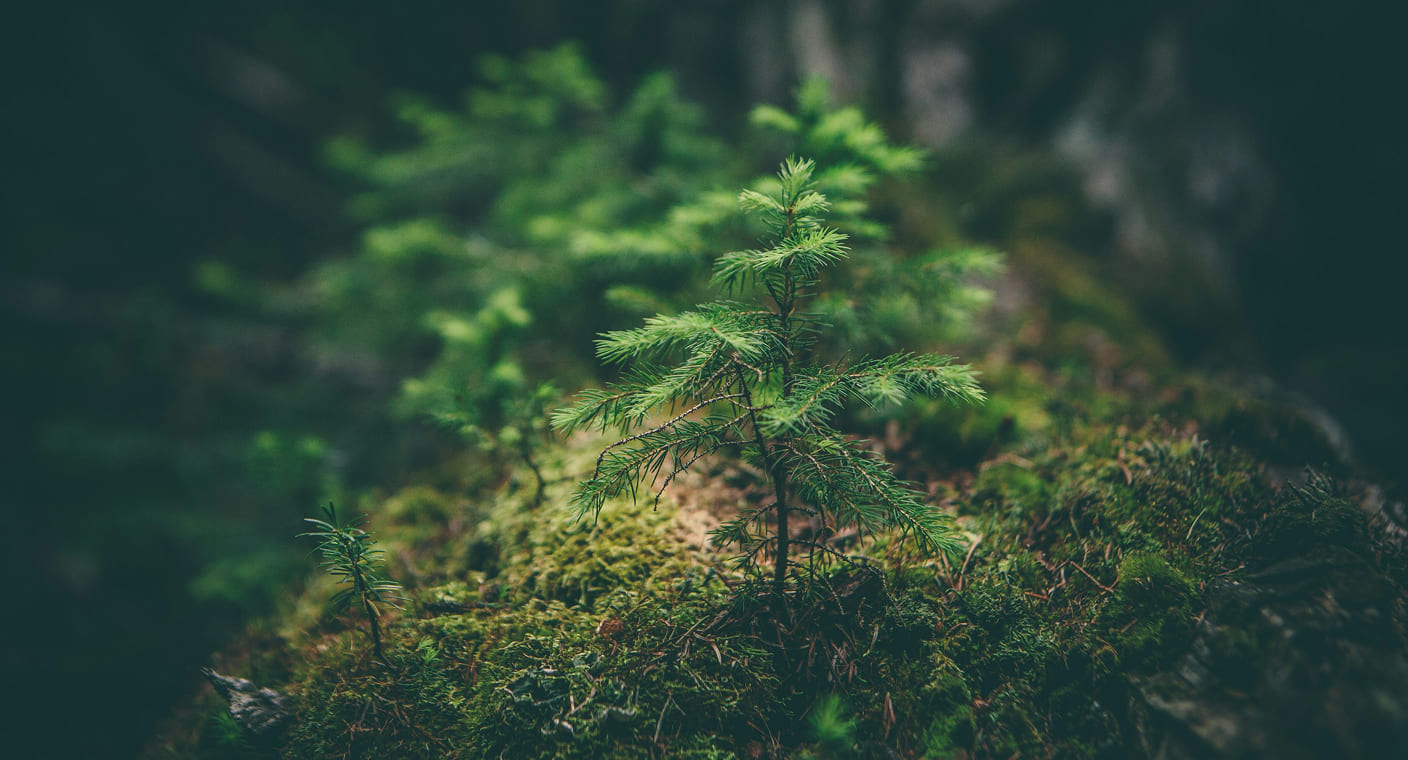 Plantas verdes e musgo representam a área do ambiente