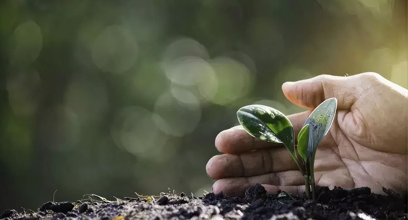 Mão protege uma planta jovem no solo