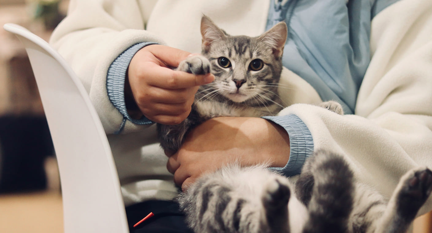 Veterinária examina um gato